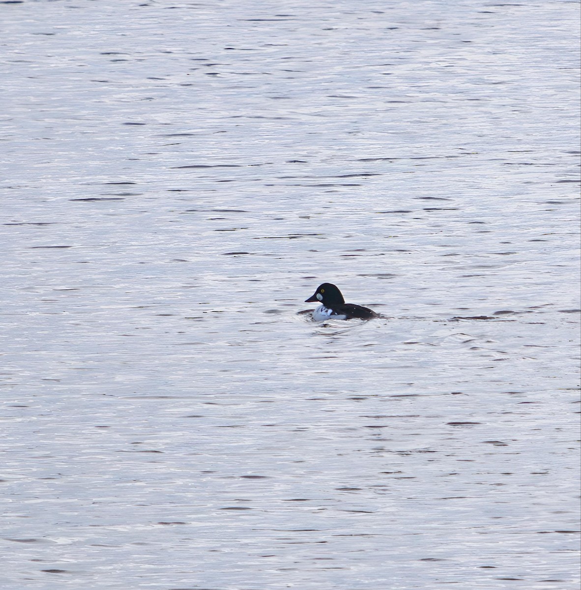 Common Goldeneye - ML646424932