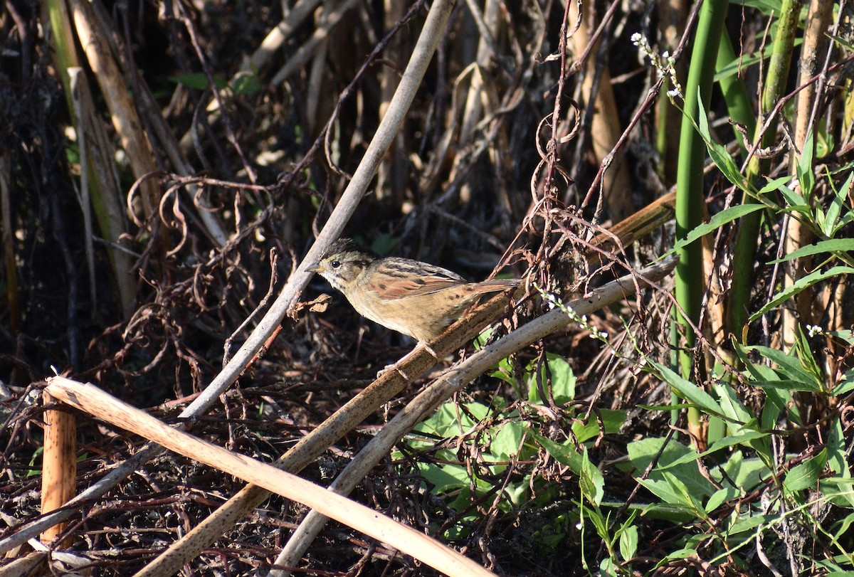 Swamp Sparrow - ML646424935