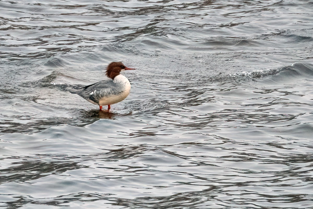 Common Merganser - ML646424939