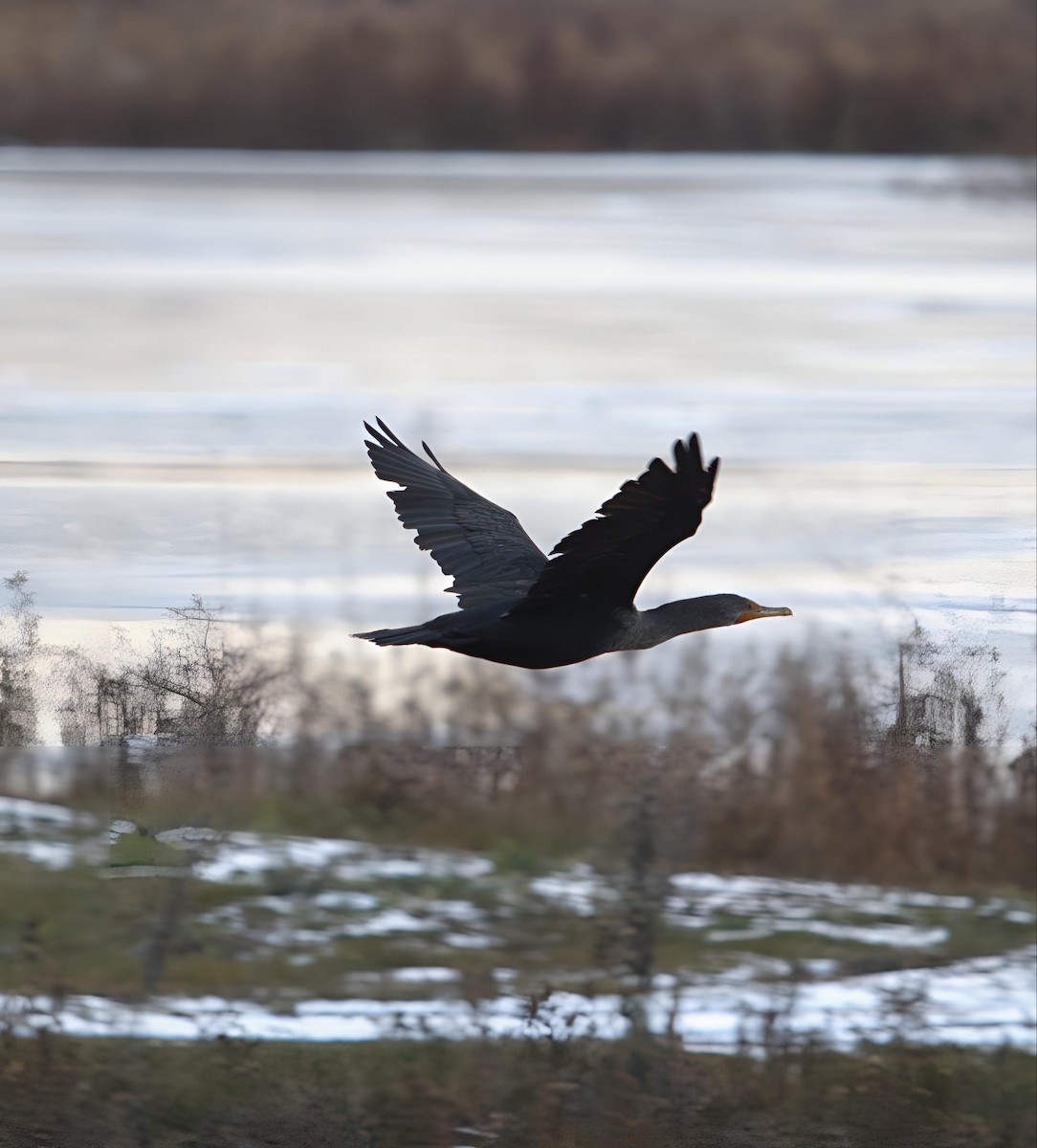 Double-crested Cormorant - ML646424940