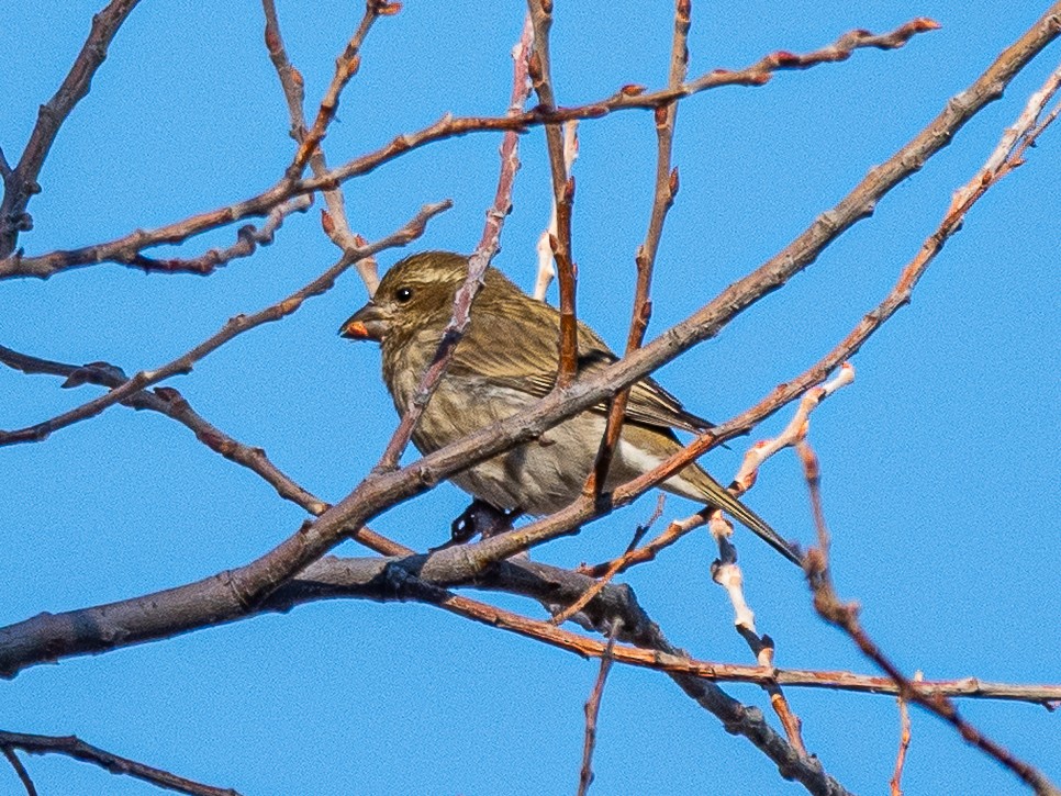 Purpurgimpel - ML646424942