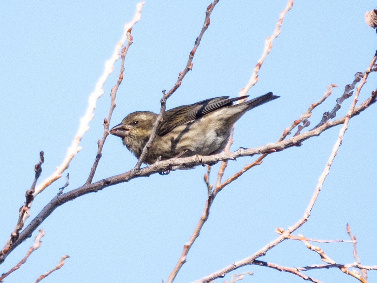 Purpurgimpel - ML646424943