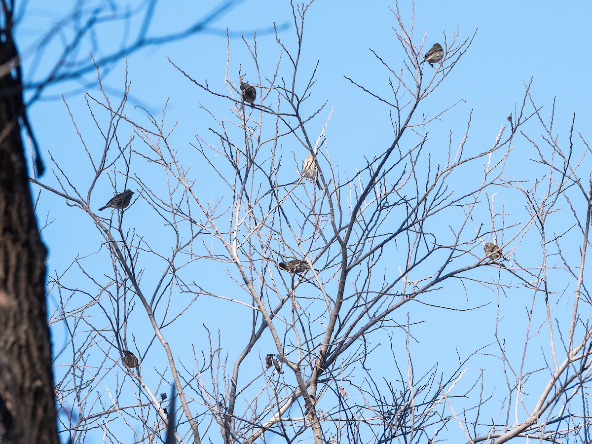 Purpurgimpel - ML646424944