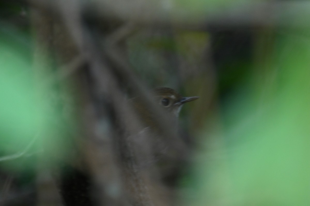 Lesser Shortwing - ML646424945