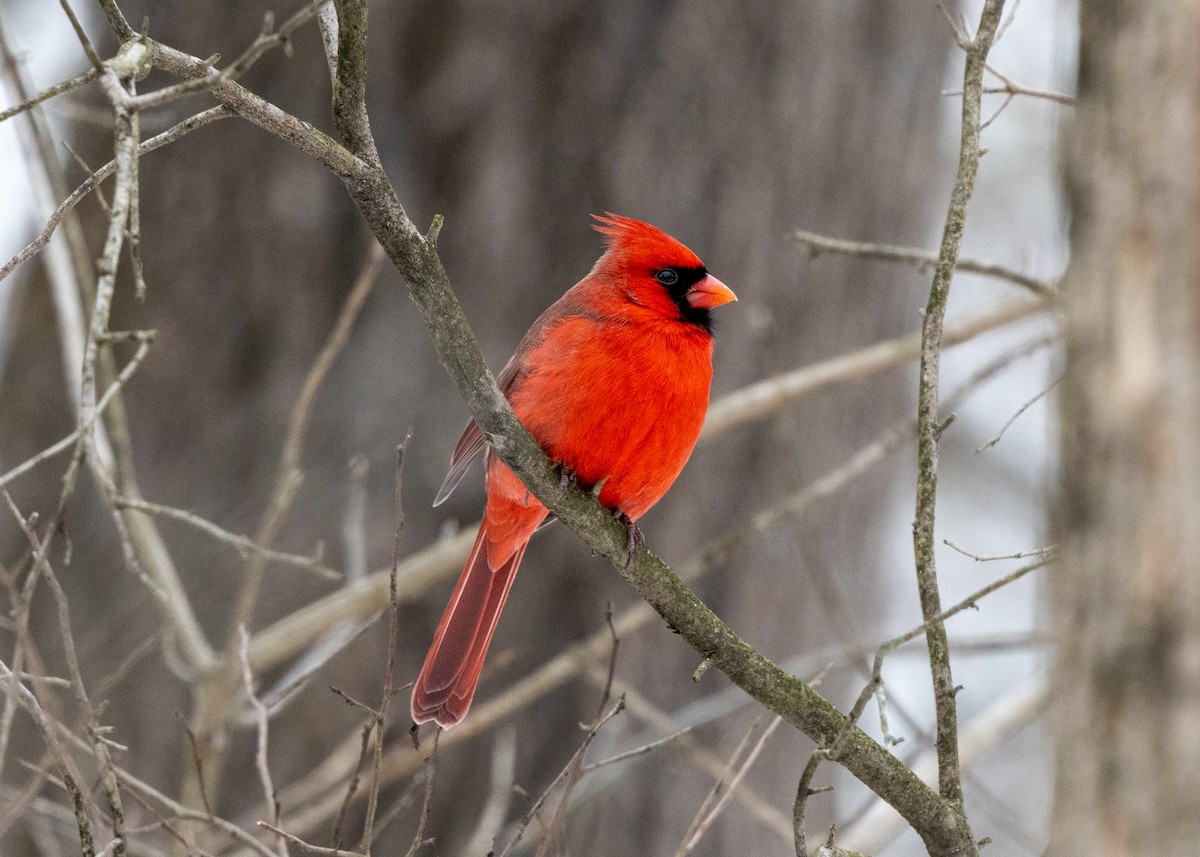 Northern Cardinal - ML646424947