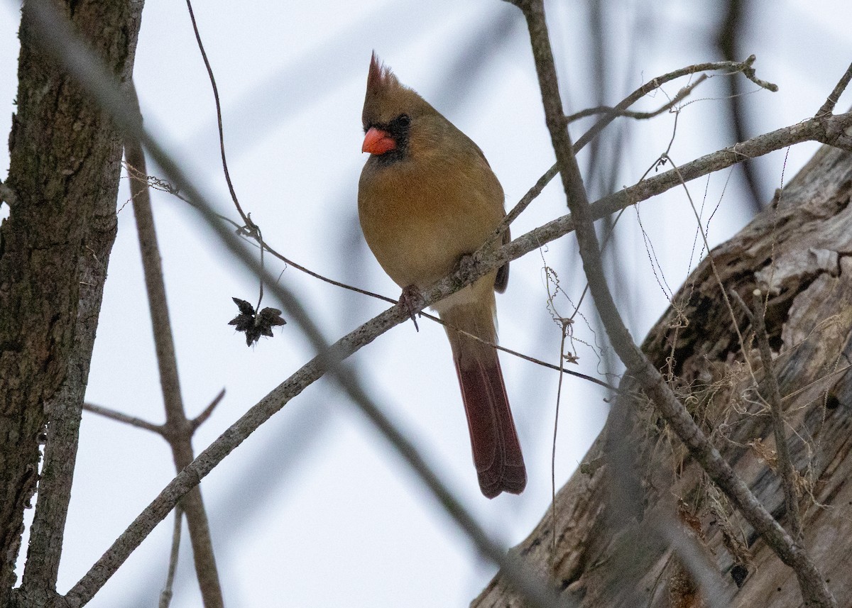 Northern Cardinal - ML646424948