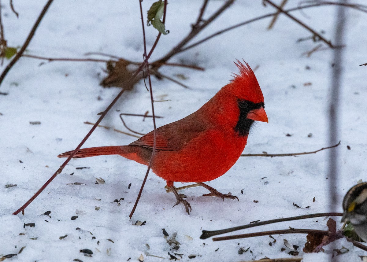 Northern Cardinal - ML646424949