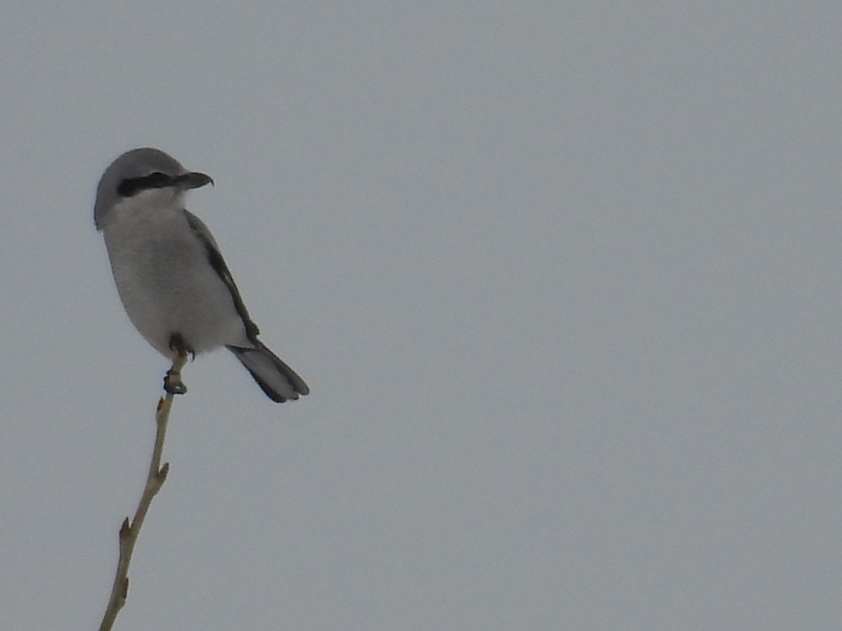 Antzandobi boreala - ML646424950