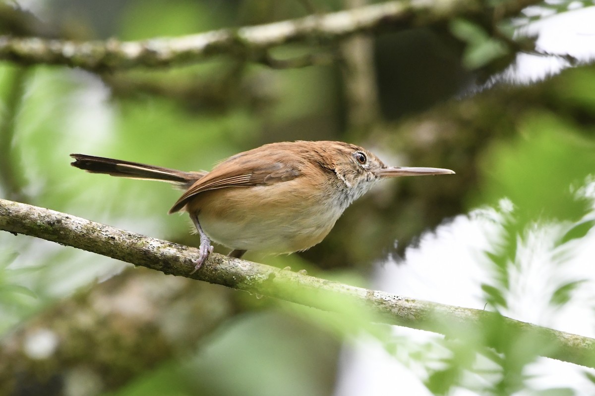 Long-billed Gnatwren - ML646424952