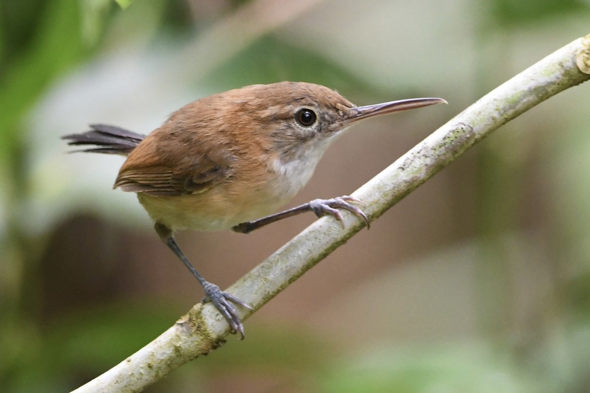 Long-billed Gnatwren - ML646424953