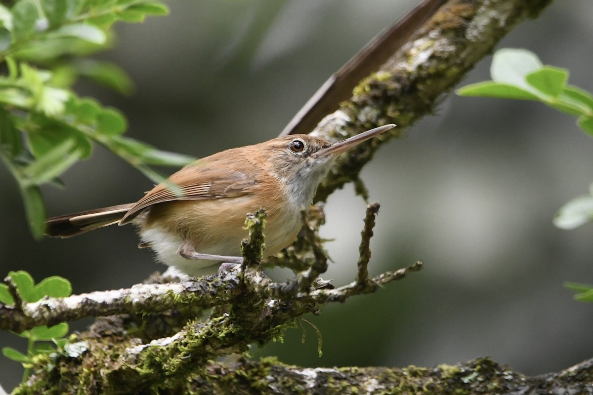 Long-billed Gnatwren - ML646424954