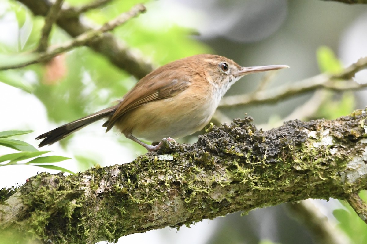 Long-billed Gnatwren - ML646424955