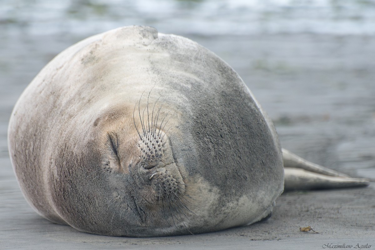 Southern Elephant Seal - ML646424956