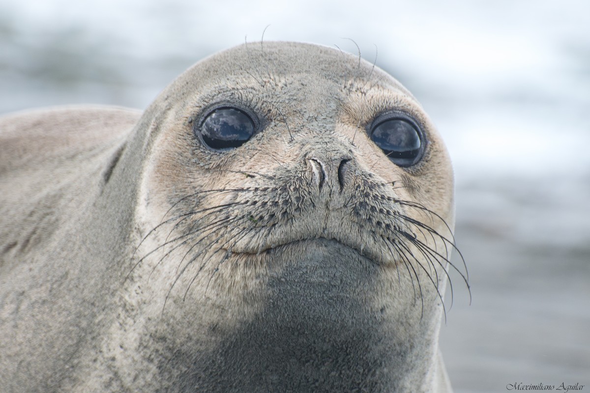 Mammals - ML646424957