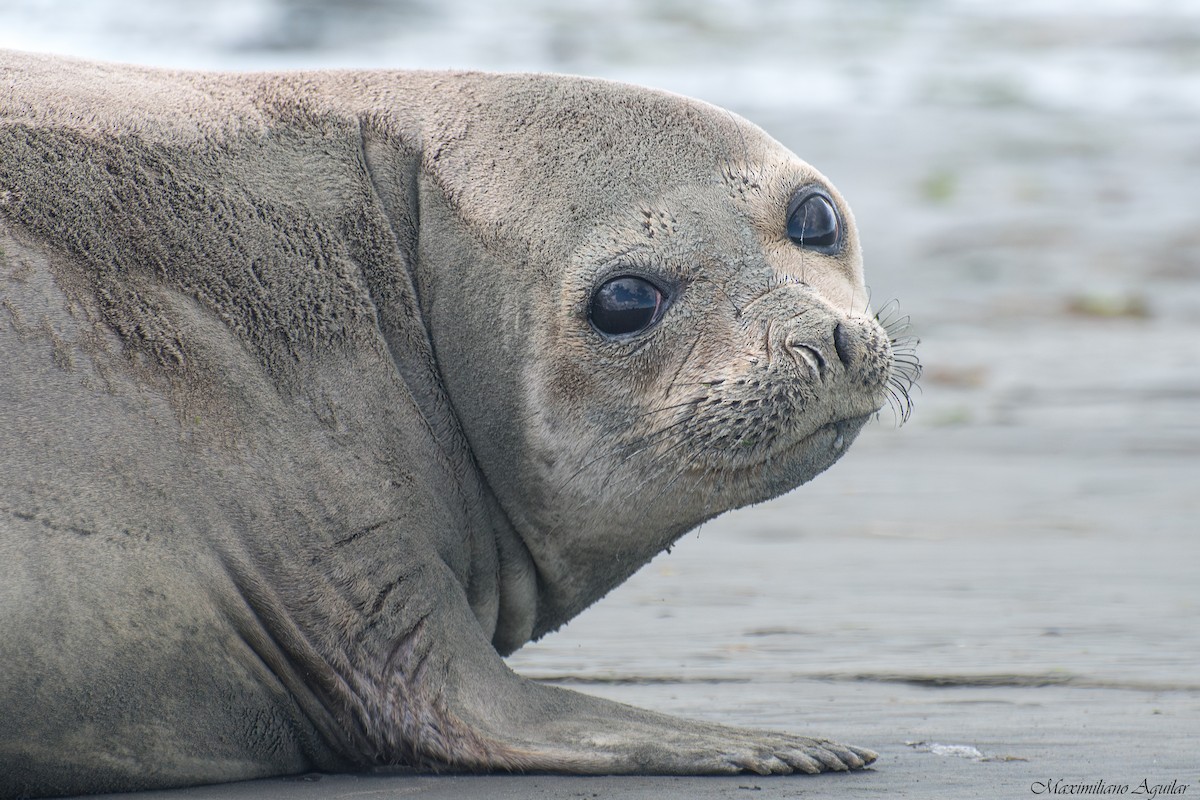 Southern Elephant Seal - ML646424958