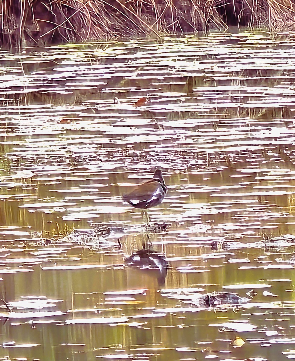 Common Gallinule - ML646424959