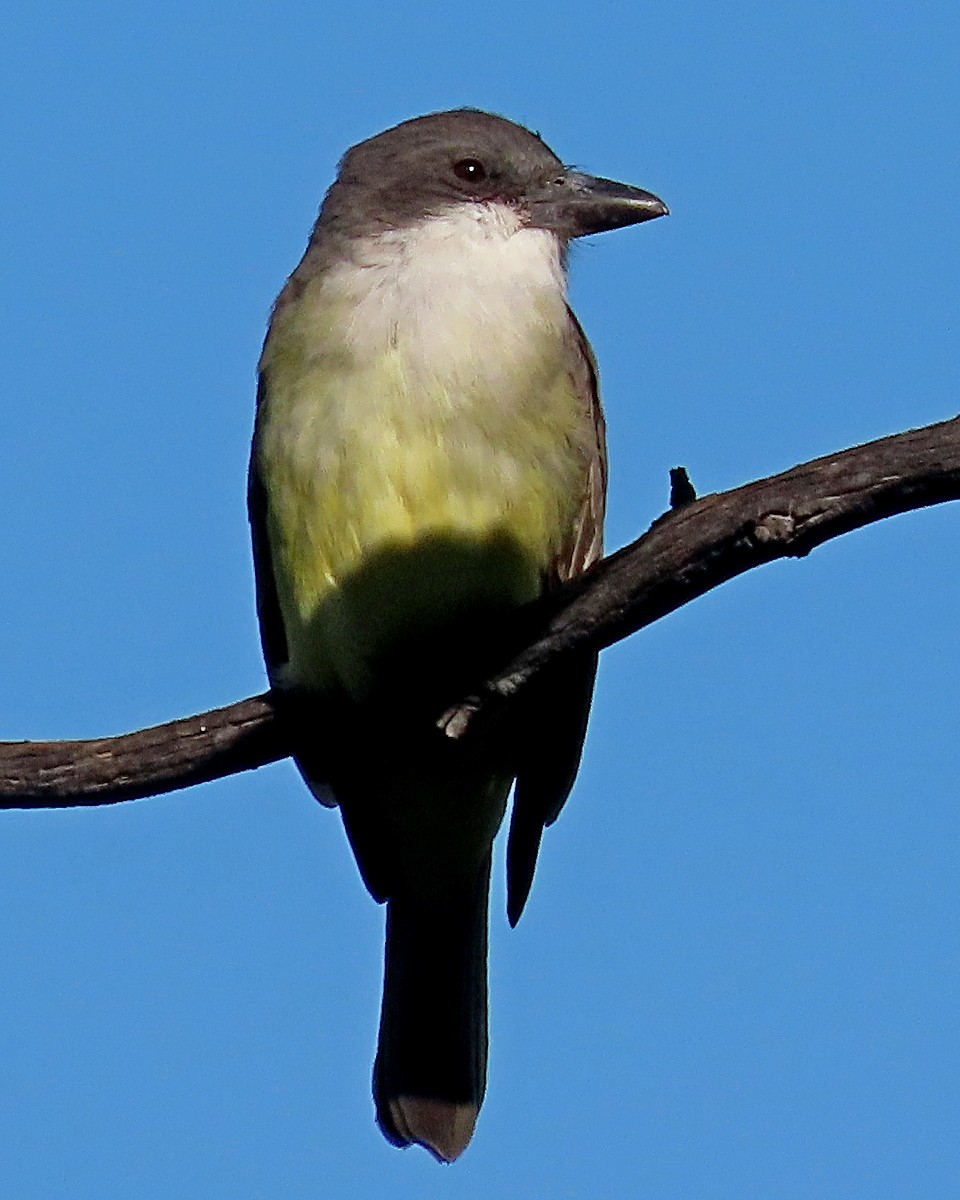 Thick-billed Kingbird - ML646424961