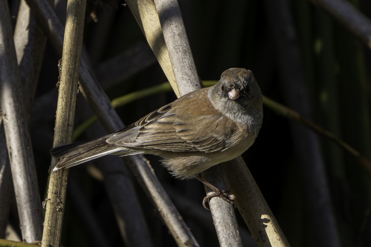 Dark-eyed Junco (Oregon) - ML646424963