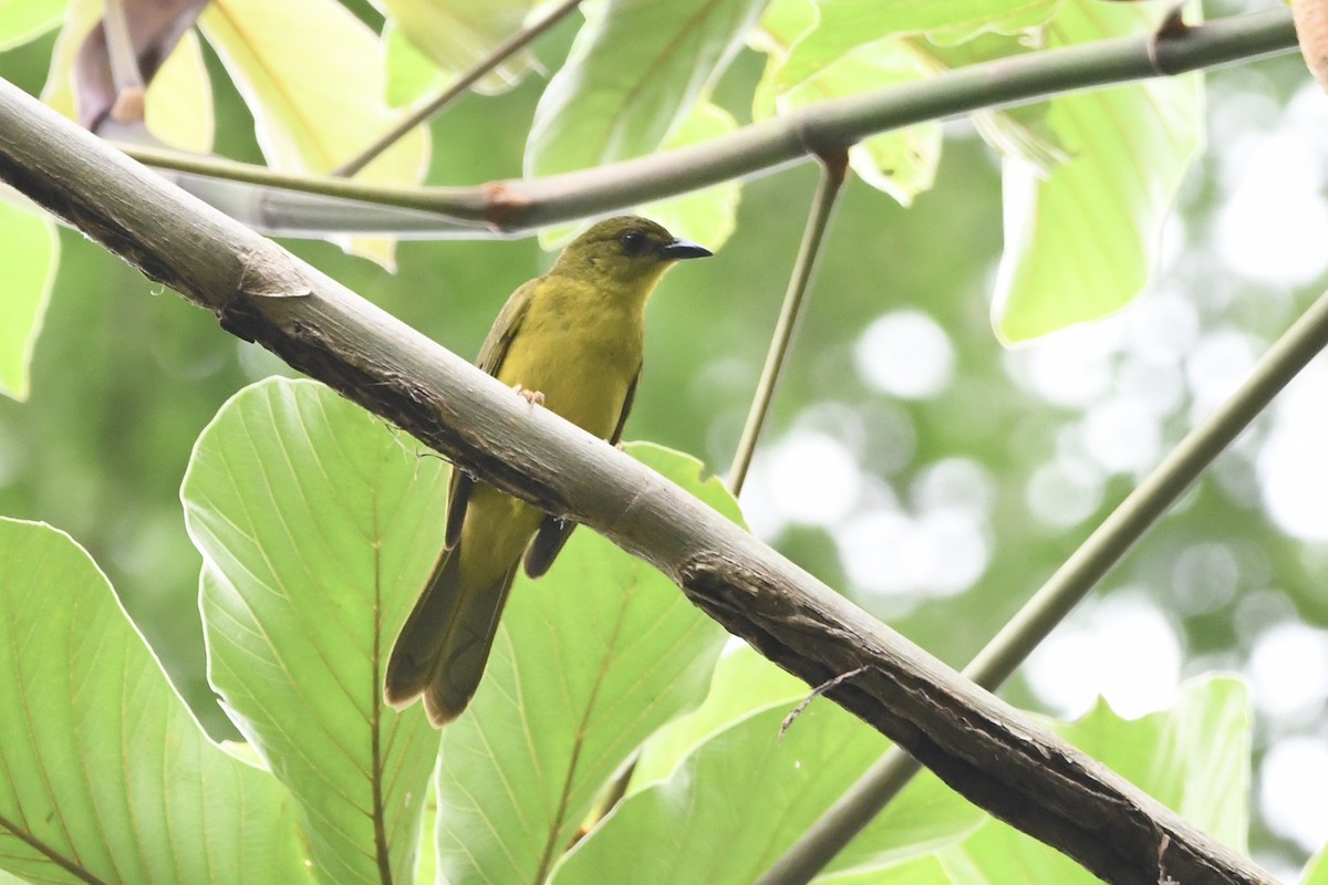 Olive-green Tanager - ML646424964