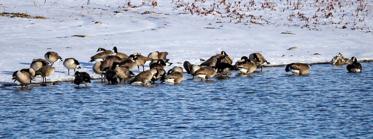 Canada Goose - ML646424965