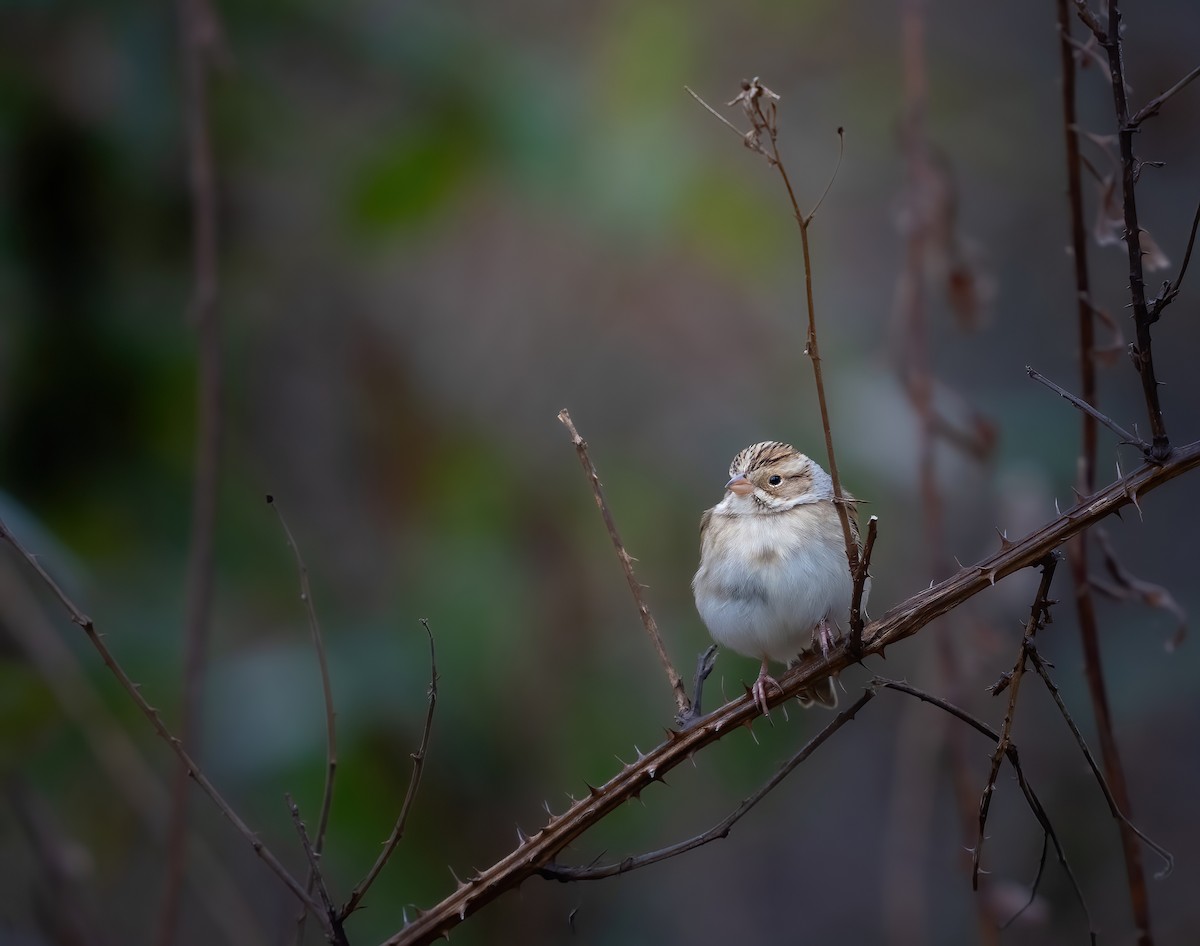 Clay-colored Sparrow - ML646424966