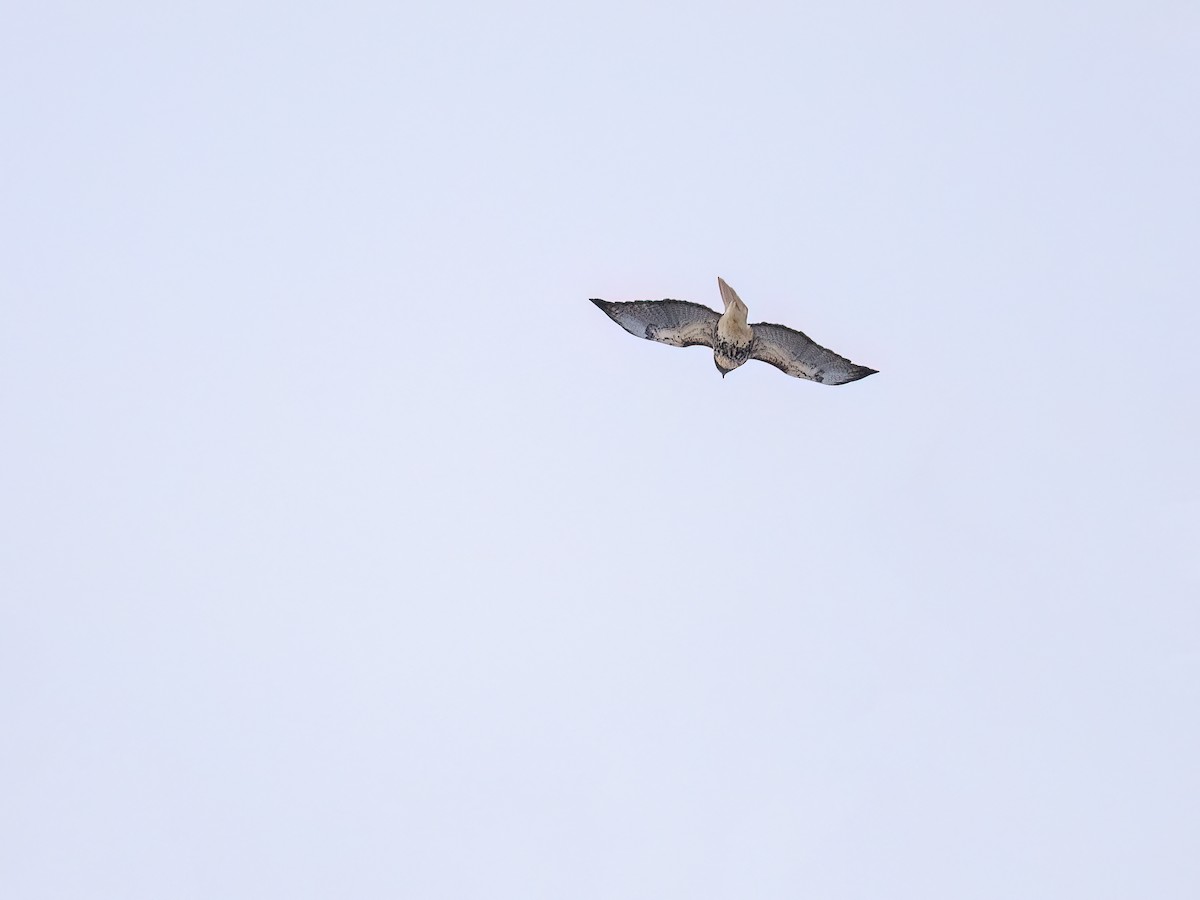 Red-tailed Hawk - ML646424967