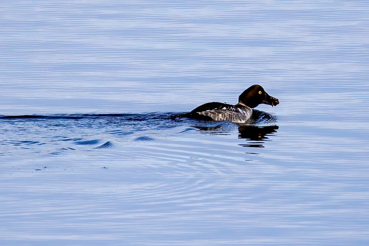 Common Goldeneye - ML646424968