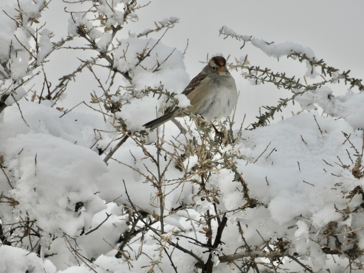 White-crowned Sparrow - ML646424969