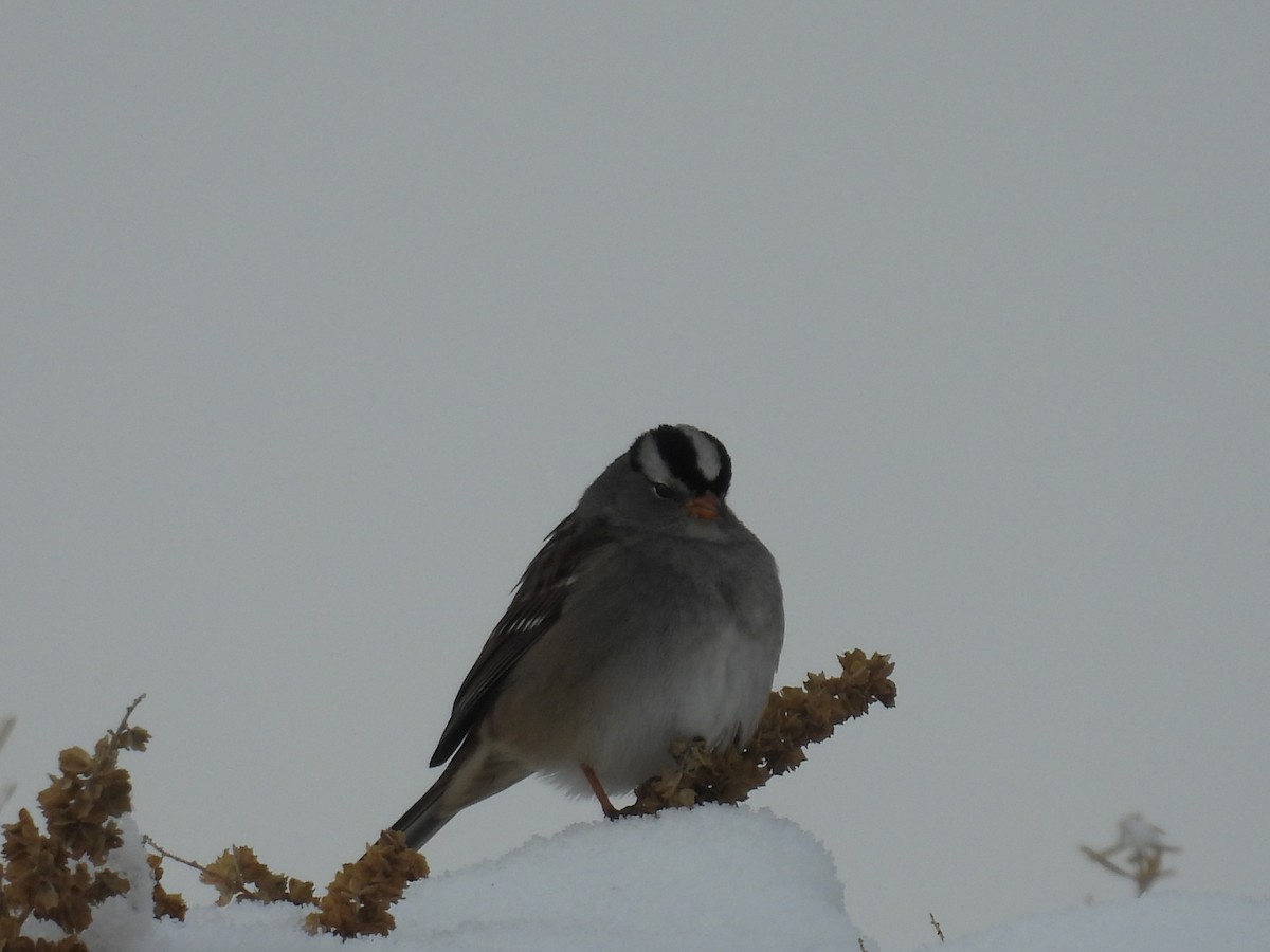 White-crowned Sparrow - ML646424970