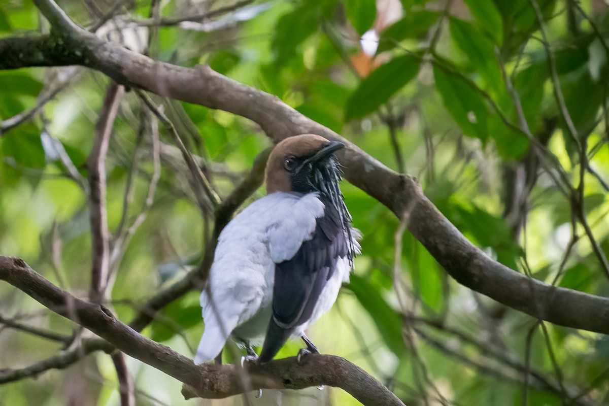 Bearded Bellbird - ML646424972
