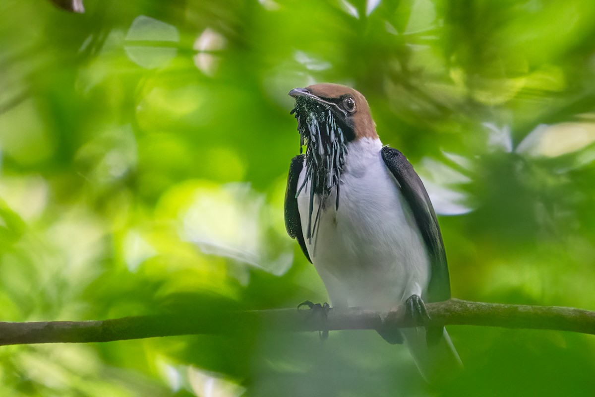 Bearded Bellbird - ML646424973