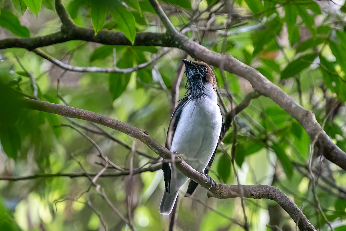 Bearded Bellbird - ML646424975