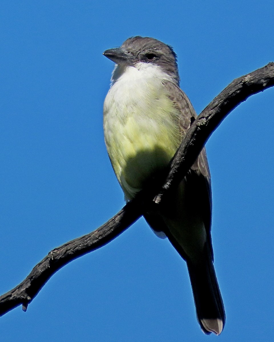 Thick-billed Kingbird - ML646424977