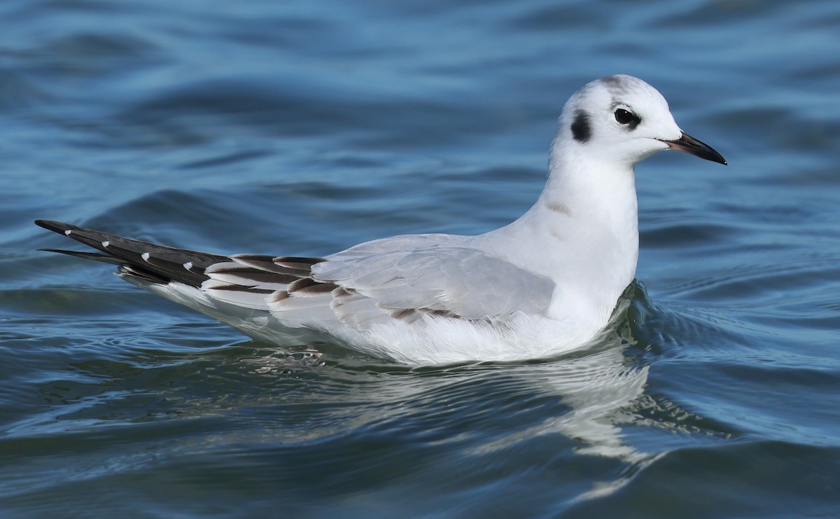 Bonaparte's Gull - ML646424978
