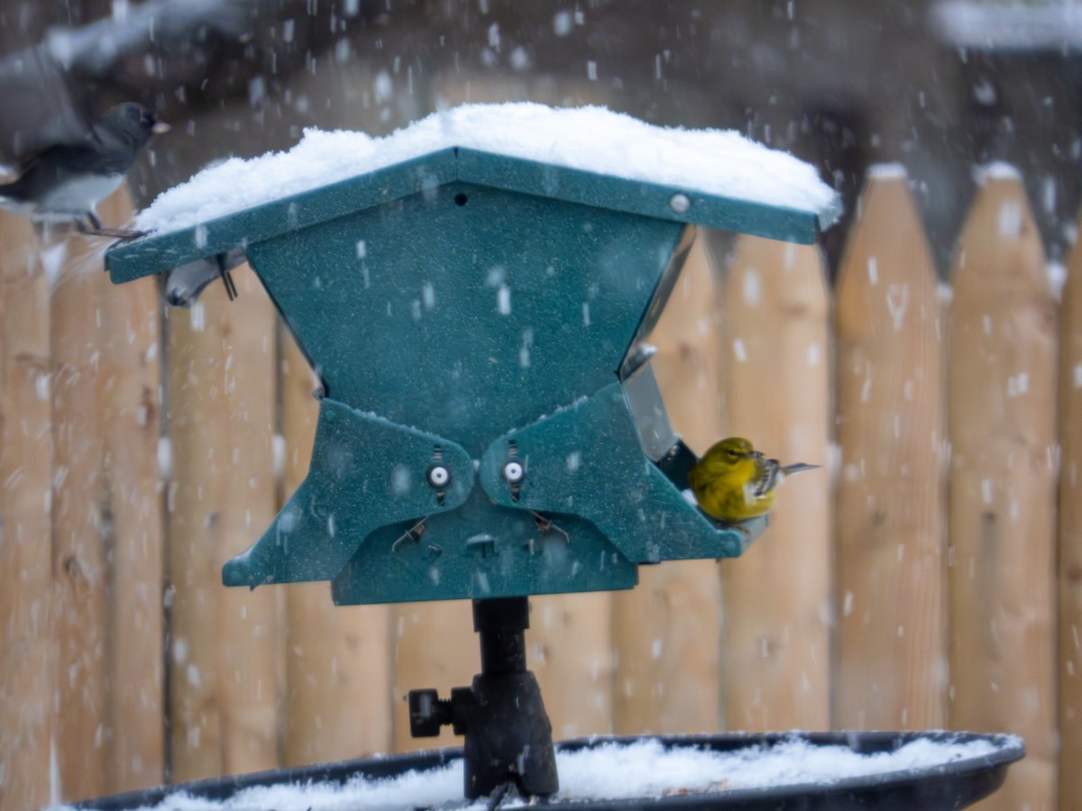 Pine Warbler - ML646424979