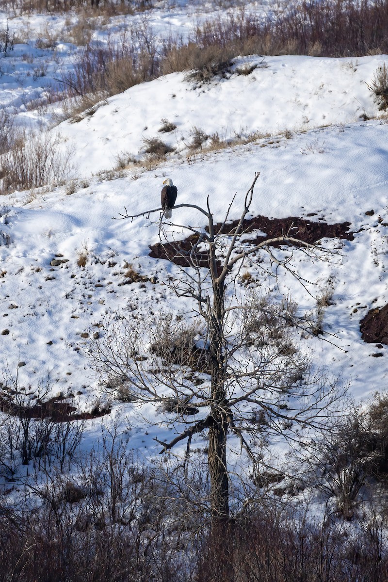 Bald Eagle - ML646424980