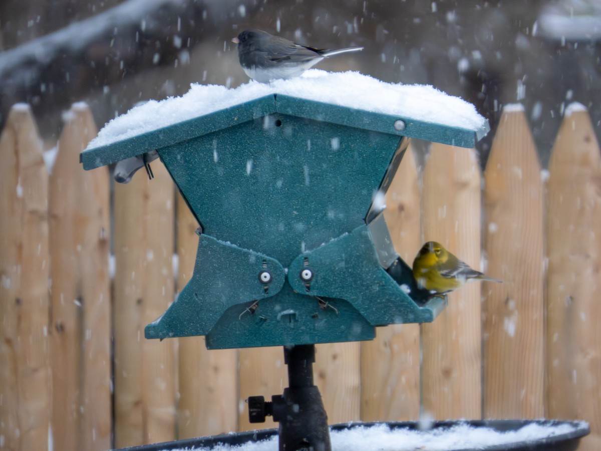 Pine Warbler - ML646424981