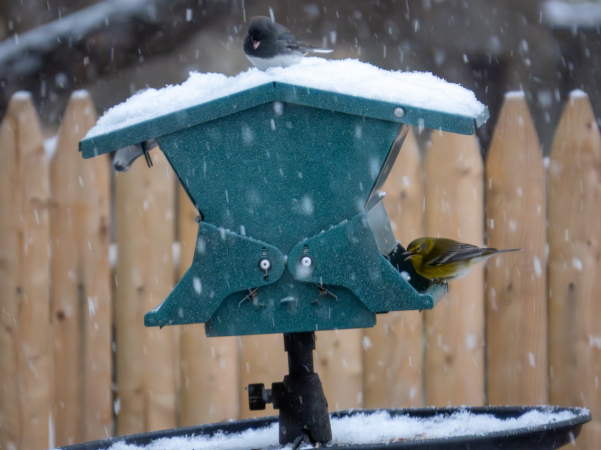 Pine Warbler - ML646424982