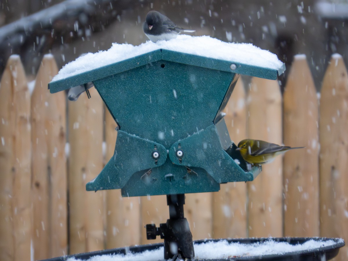 Pine Warbler - ML646424983