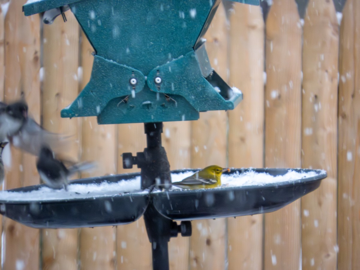 Pine Warbler - ML646424984