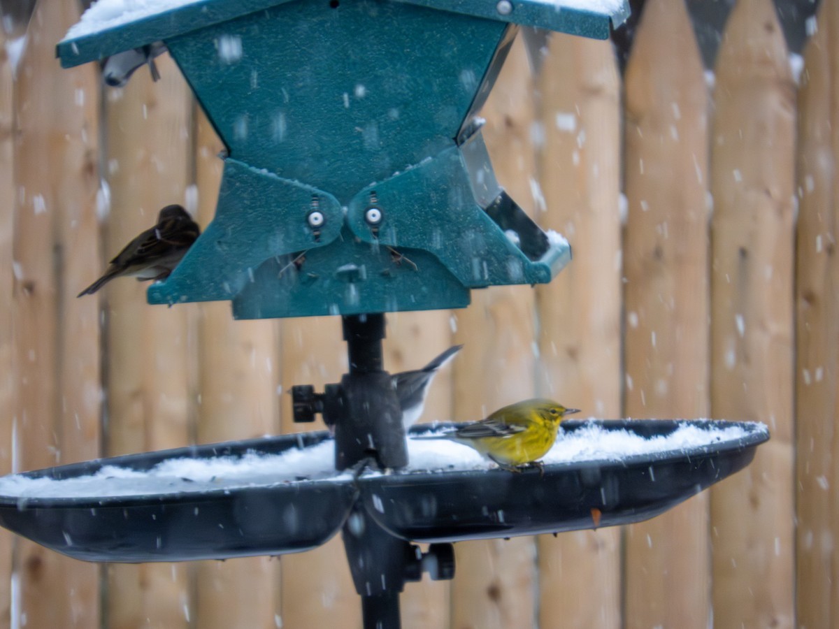 Pine Warbler - ML646424985