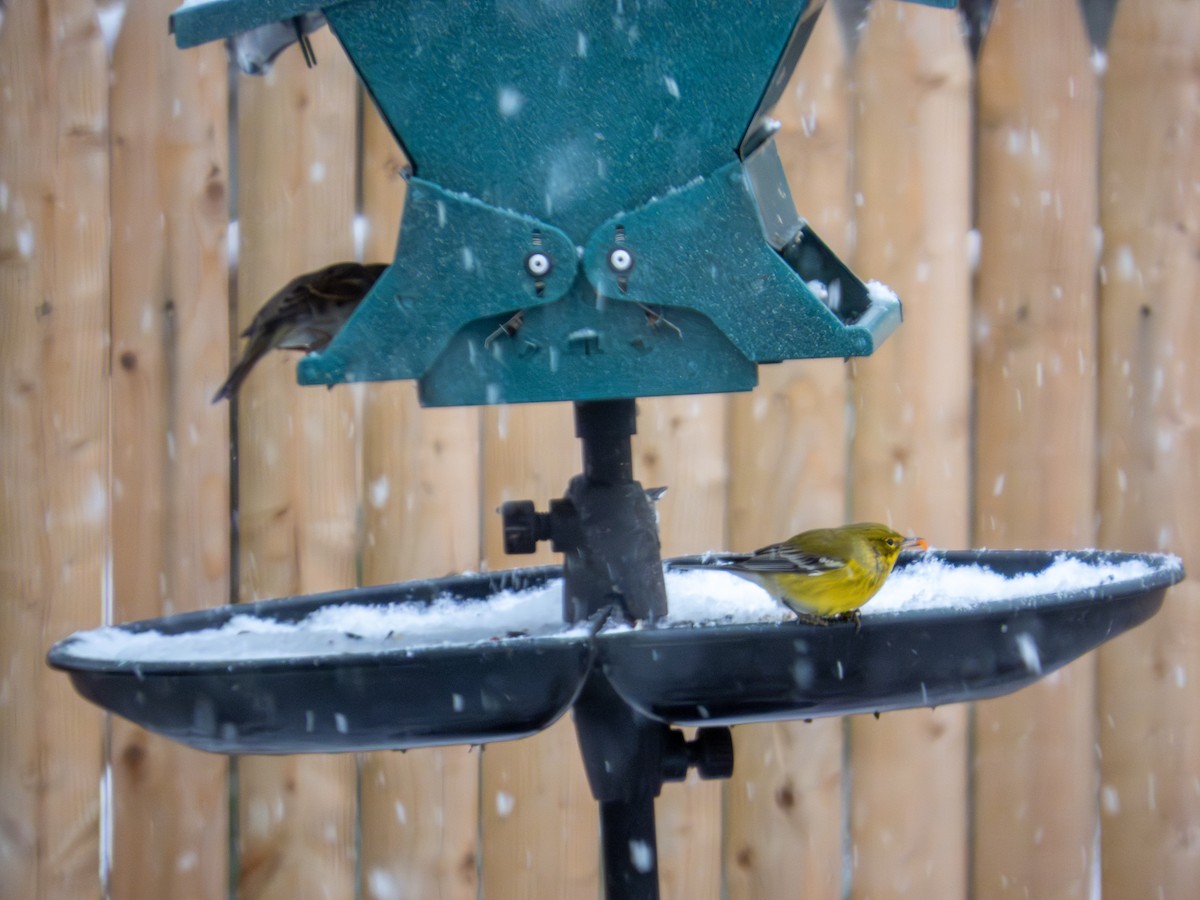 Pine Warbler - ML646424986