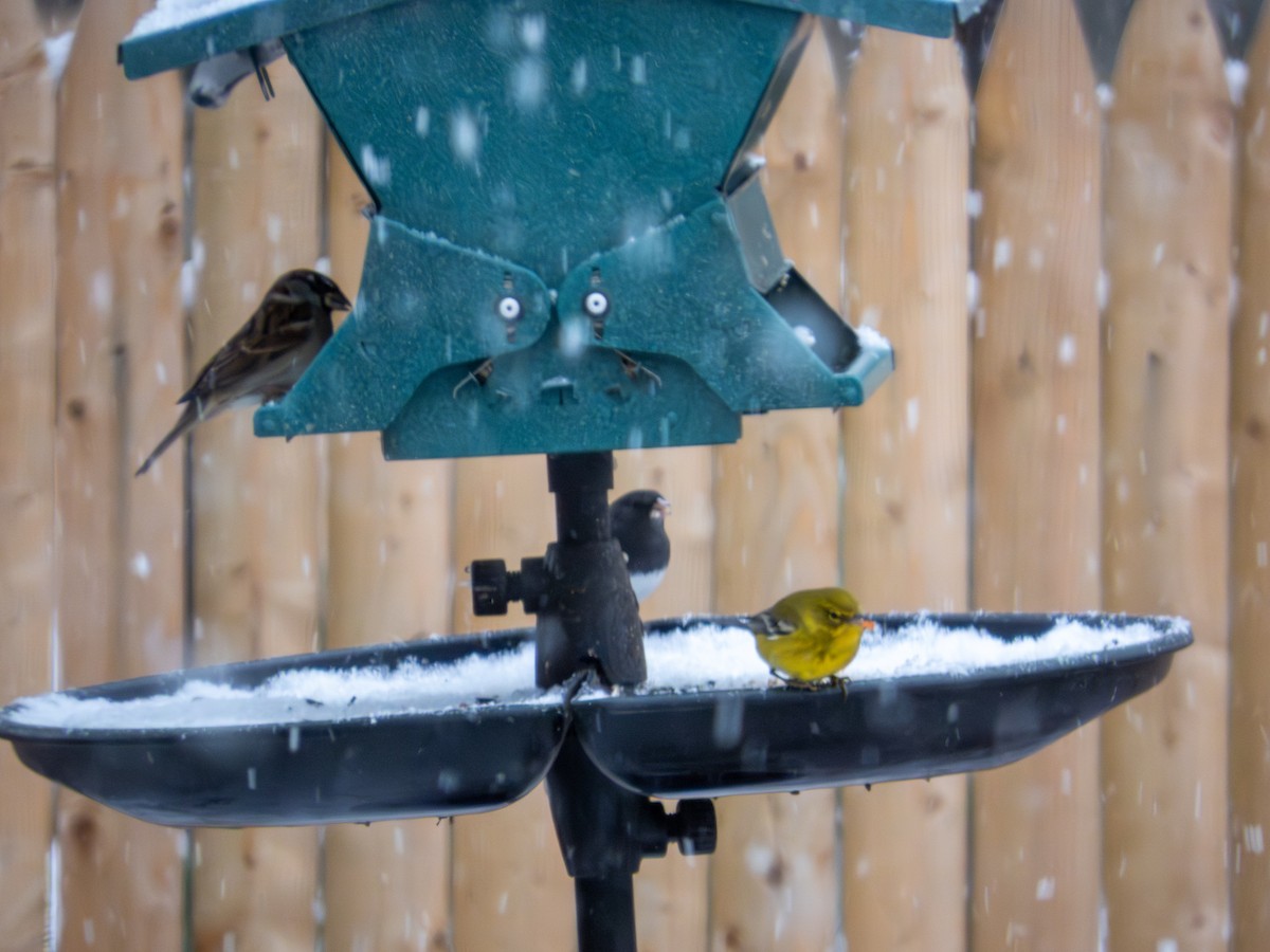 Pine Warbler - ML646424987