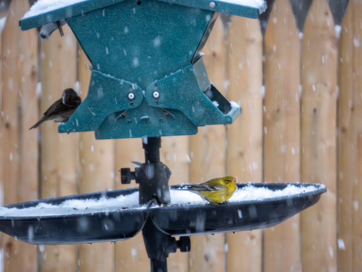 Pine Warbler - ML646424988