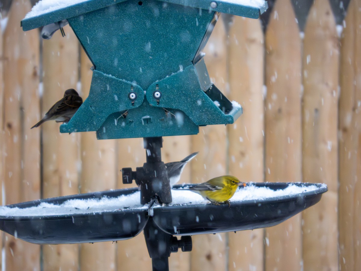 Pine Warbler - ML646424989