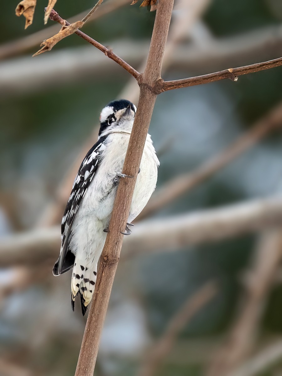 Downy Woodpecker - ML646424990