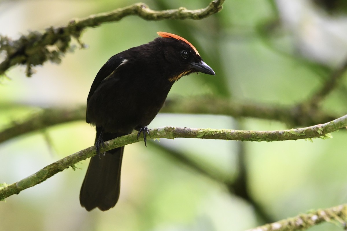 Flame-crested Tanager - ML646424991
