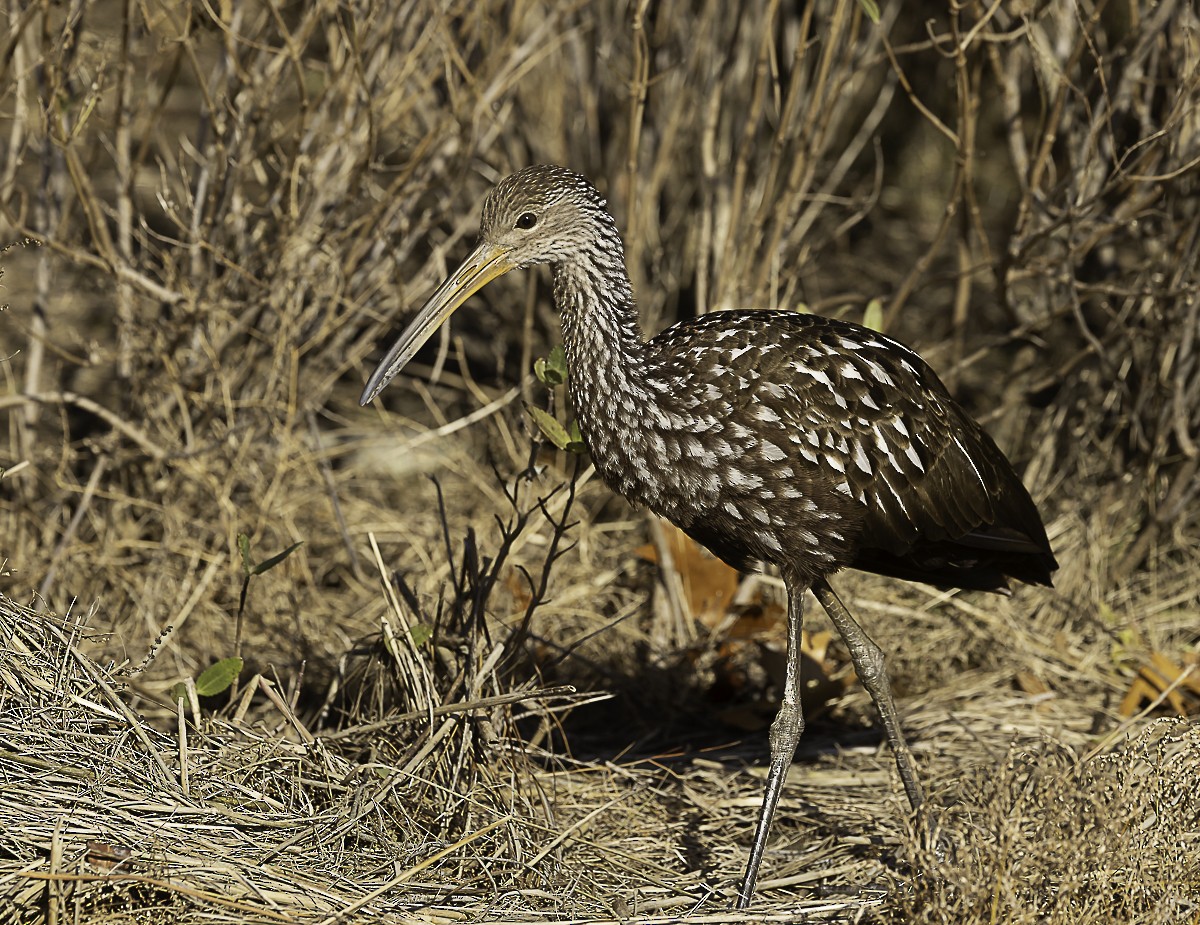 Limpkin - ML646424992