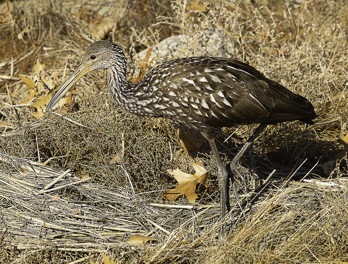 Limpkin - ML646424993