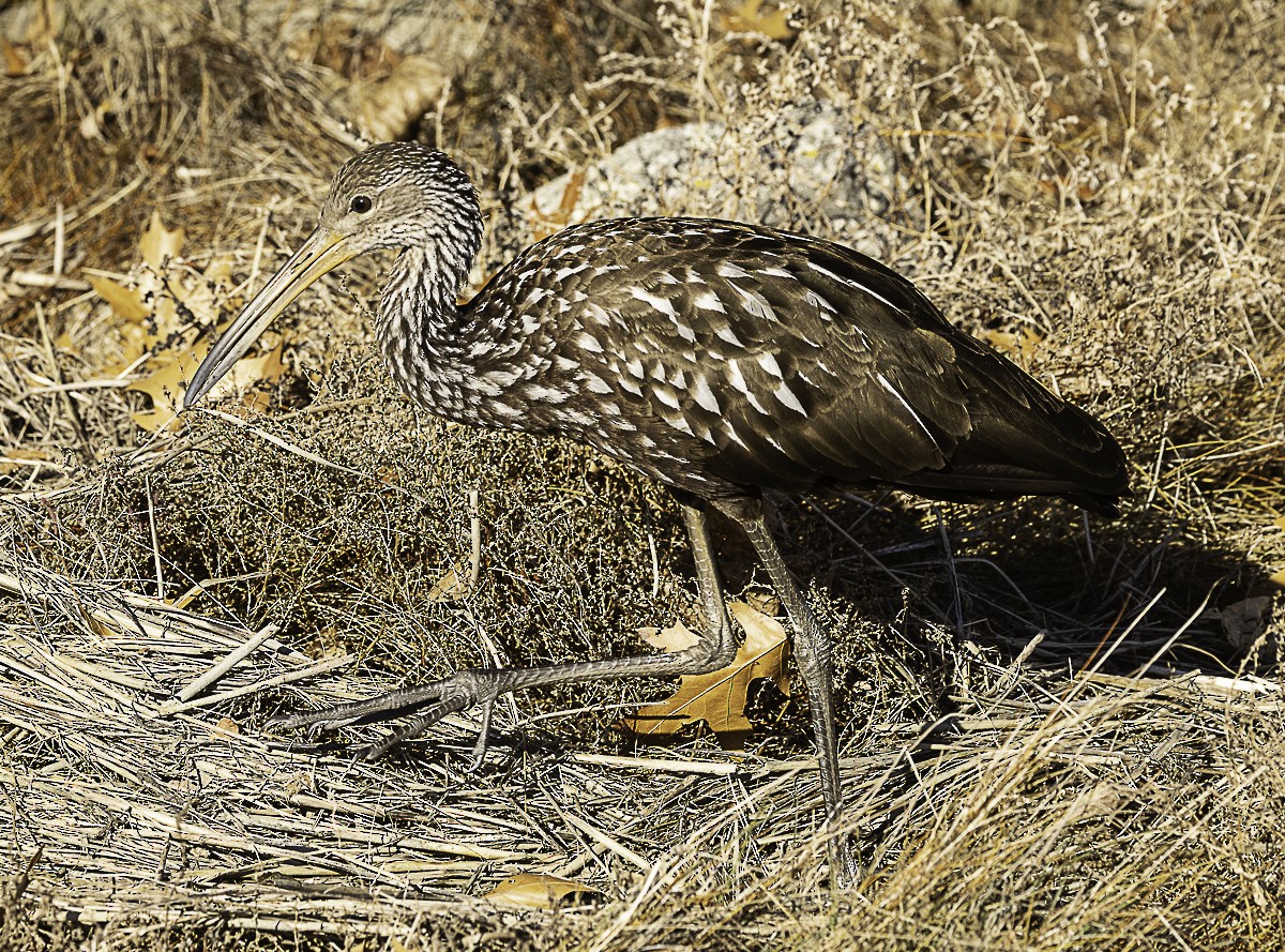 Limpkin - ML646424994